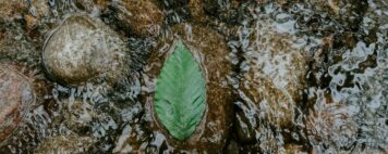 single leaf caught on a rock with water flowing around it